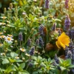 Herbs for Stress Relief – Quick Guide
